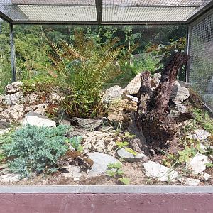 Horned viper terrarium