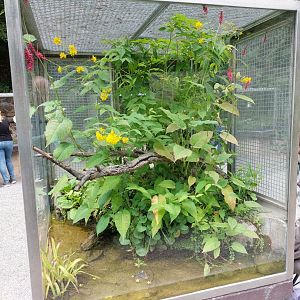 European tree frog terrarium