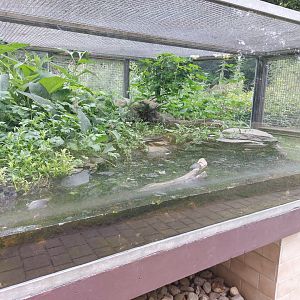 Dice snake terrarium