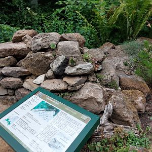 Wild wall lizard spot