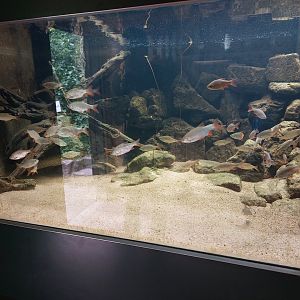 Native fish tank