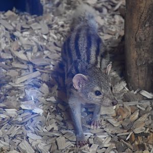 Grandidier's mongoose