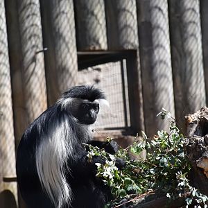 Angola colobus
