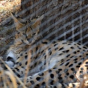 Serval