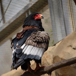 Bateleur