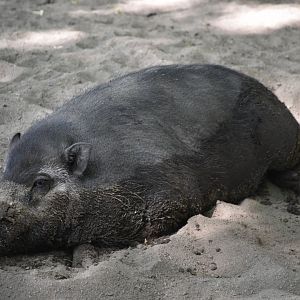 Visayan warty pig