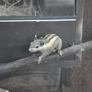 Himalayan striped squirrel