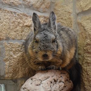 Northern viscacha