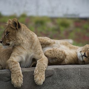 Lion cubs