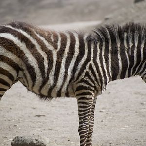 Zebra Foal