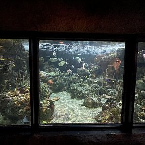 Tropical Reef Tank