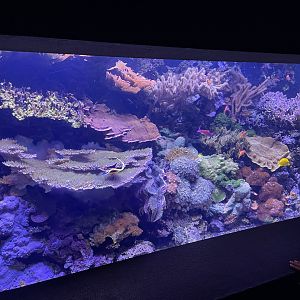 Coral Tank