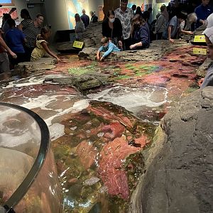 Tide Pool Touch Tank