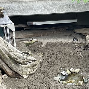 Western Snowy Plover and Black-Bellied Plover