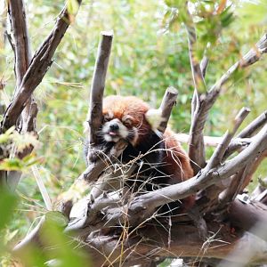Red Panda