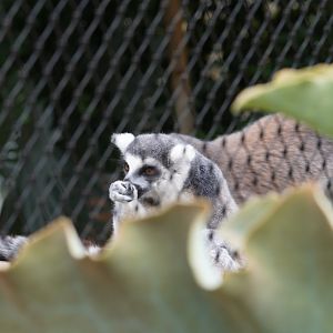 Ring Tailed Lemur