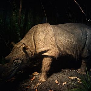 Sumatran Rhino Subur