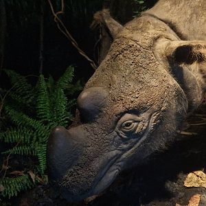 Sumatran Rhino Subur