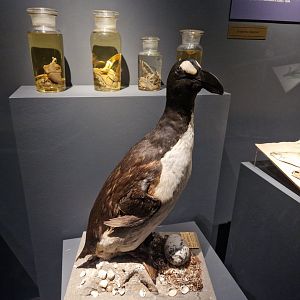 Great Auk