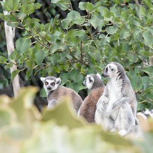 Ring Tailed Lemurs