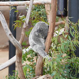 Sleeping Koala