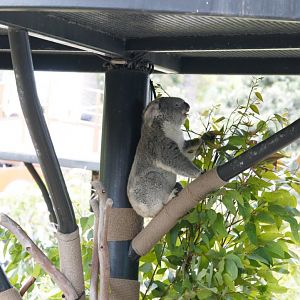 Koala eating