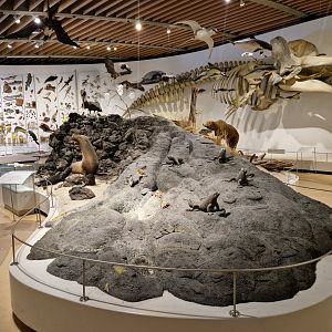 Galapagos Islands Diorama