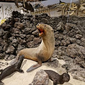 Galapagos Islands Fur Seal
