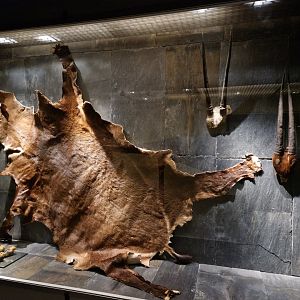 Saola Skin, Hooves and Horns