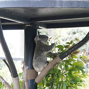 Koala eating