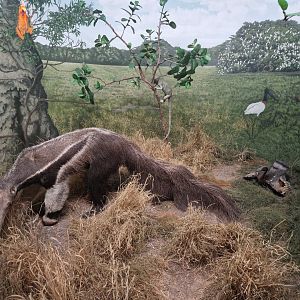 Giant Anteater