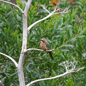 White Fronted Bee Eater