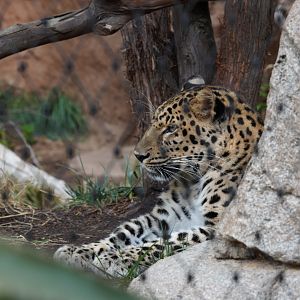 Amur Leopard