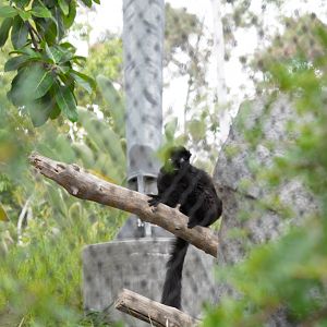 Black Lemur