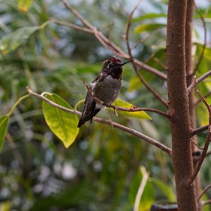 Anna's Hummingbird (Male)