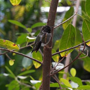 Anna's Hummingbird (Male)
