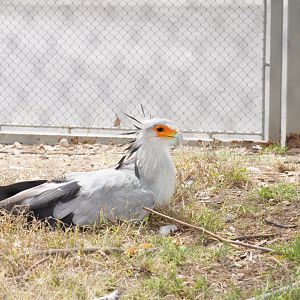 Secretary Bird