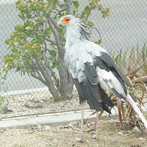Secretary Bird