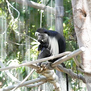 Black and White Colobus