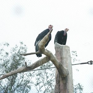 California Condor