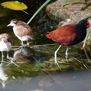 WattledJacana Dad and Chicks