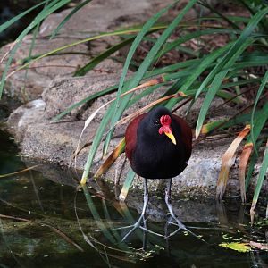Mottled Jacana