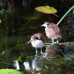 Mottled Jacan Chick's