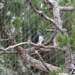 Harpy Eagle