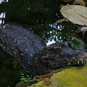 Smooth-fronted caiman (Paleosuchus trigonatus) (07/22)