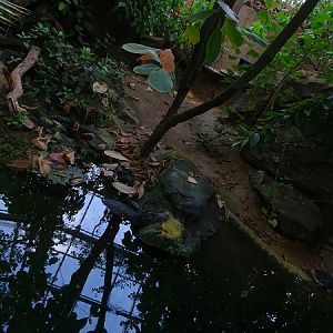 Rainforest house: caiman and snake-necked turtle (07/22)