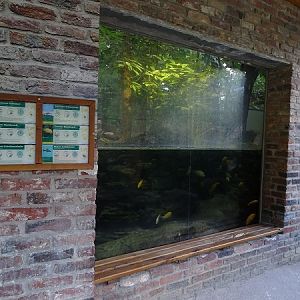 Rainforest house: aquarium seen from outside (07/22)