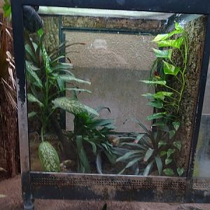 Rainforest house: poison dart frogs (07/22)