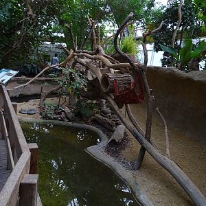 Rainforest house; tamandua and river turtle enclosure (07/22)