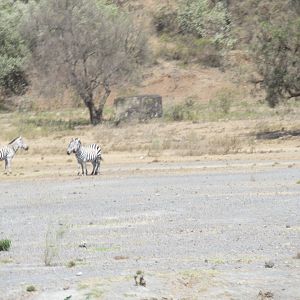 Zebras near a major highway